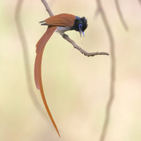 African Paradise-Flycatcher